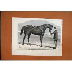  1876 Petrarch Racehorse Guinea Stakes Newmarket Print 