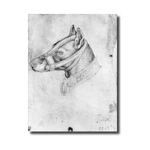  Head Of A Muzzled Dog From The The Vallardi Album Giclee 