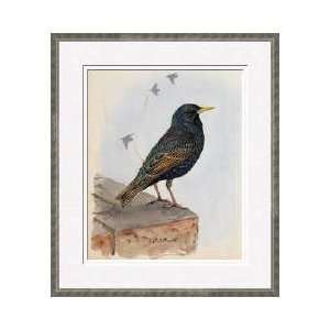  Starling Perched On A Building Ledge Framed Giclee Print 