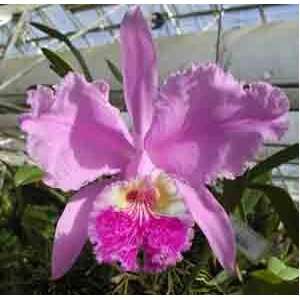 Cattleya lueddemannia x self Grocery & Gourmet Food