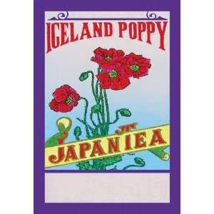  Iceland Poppy Tea 24X36 Canvas Giclee