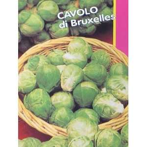  Cavolo di Bruxelles Brussels Sprouts Seeds   2 grams 