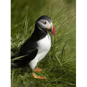  Puffin, Staffa, Off Isle of Mull, Scotland Photographic 