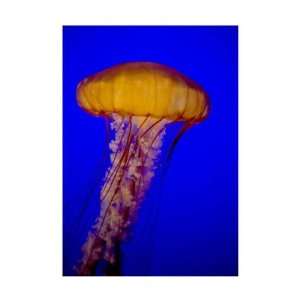  Black Sea Nettle Jellyfish by John K. Nakata. Size 14.00 X 