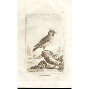  The Chatterer 1812 Buffon Birds Plate 82