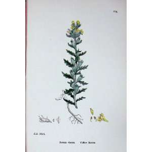  Sowerby Plants C1902 Yellow Bartsia Viscosa Colour