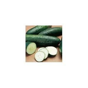  Cucumber   Straight 8 Slicing Organic Heirloom Seeds 