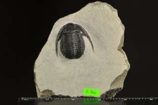 E366  DEVONIAN TRILOBITE Cornuproetus   SUPERB  