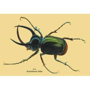  Beetle Scarabaeus Atlas of Java #2 12X18 Canvas