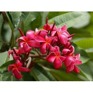  Hawaiian Red Plumeria Cutting   ***SPECIAL 2 FOR 1 