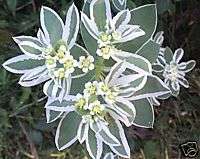 30+ SNOW ON THE MOUNTAIN FLOWER SEEDS / PERENNIAL  