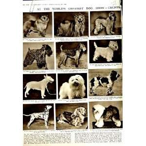  1951 CRUFTS DOG SHOW MALTESE TERRIER DALMATION MEDUSA 