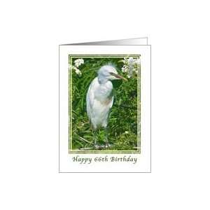   66th Birthday Card with Immature Snowy Egret Card Toys & Games