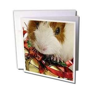 Cassie Peters Guinea Pig   Baby Guinea Pig With Gold Bells 