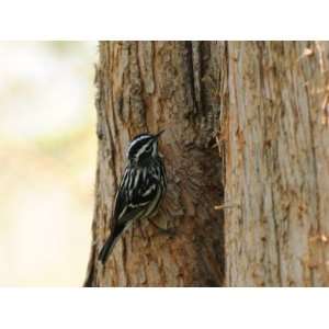  Black and White Warbler Climbing a Tree Trunk Photographic 