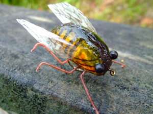 REALISTIC CICADA TROUT FLY FISHING FLIES # 8  