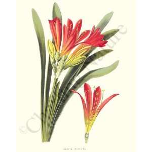  Botanical Flower Print Scarlet Kafir Lily   Clivia 