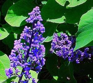   grandifolia Tropical Lilac FRAGRANT shrub seeds  sun or shade bonsai