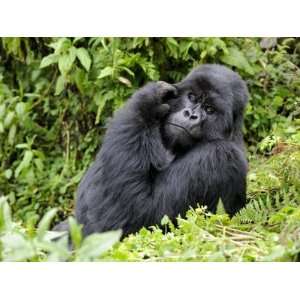 Male Silverback Mountain Gorilla Scratching Face, Volcanoes National 