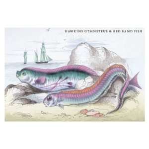  Hawkins Gymnetrus and Red Band Fish 24X36 Giclee Paper 
