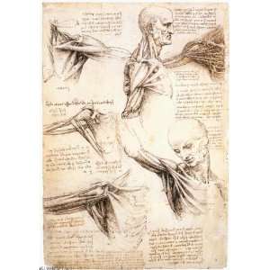     Anatomical studies of the shoul 