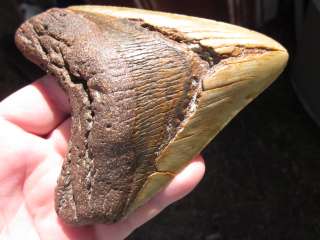 16 MEGALODON SHARK Tooth Fossil Teeth ATLANTIC USA  