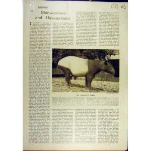  1921 Rhinoceros Malay Tapir Indian Rhino Animal Photo 