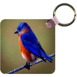  Blue and Orange Bird Art Key Chain   Ideal Gift for all 