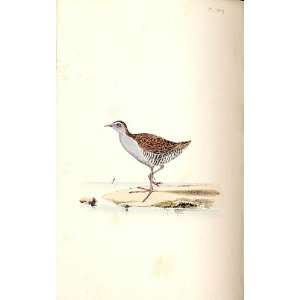  BaillonS Crake Meyer H/C Birds 1842 50
