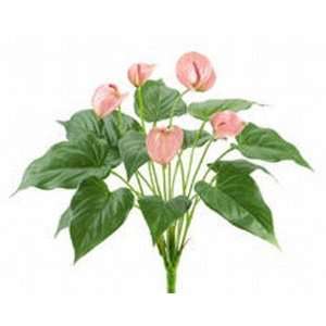  Allstate FBA517 PK 17 in. Pink Anthurium Bushes x17 with 5 