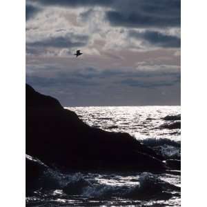  Silhouette of Seagull Flying Over Scenic Rocks and Water 