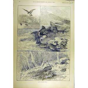   1893 Rabbits Predator Birds Hawk Kite Falcon Peregrine