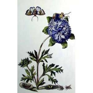  Maria Sibylla Merian   Garden Treasures X Hand Colored 