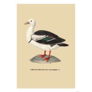  Sarcelle des Malais Animals Giclee Poster Print, 24x32 