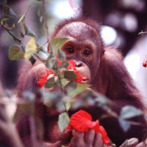 Orangutans in Captivity, Sandakan, Soabah, and Malasia, Town in Br 