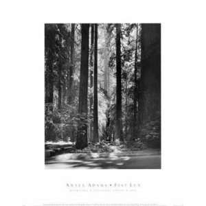  Redwoods, Founders Grove by Ansel Adams 7.75X9.75. Art 