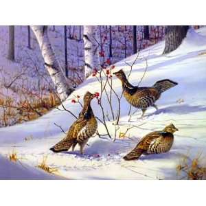  Owen Gromme   Ruffed Grouse   Hollyberries