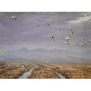  Robert Bateman   Across the Sky Snow Geese