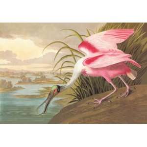 Roseate Spoonbill 20X30 Paper with Black Frame