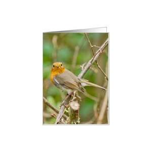  Spring Robin   Robin Greeting Card Any Occasion   Bird 