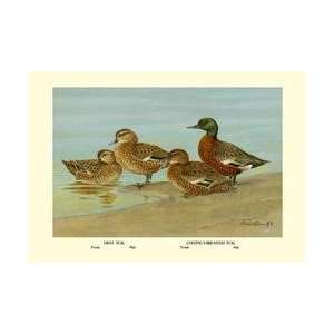  Gray Teal and Chestnut Breasted Teal 12x18 Giclee on 