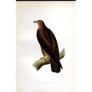    Caspian Bifasciated Eagle Bree H/C 1875 Europe
