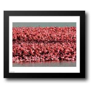  Lesser Flamingos, Kamfersdam Breeding Island, 2006 14x12 