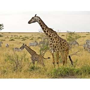  Maasai Giraffes Roaming, Maasai Mara, Kenya Animal 