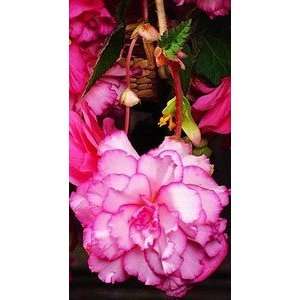  Begonia Picotee White and Pink 1.25 10 pack Patio, Lawn 