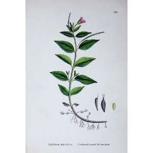  Botany Plants C1902 Chickweed Leaved Willow Herb Colour 