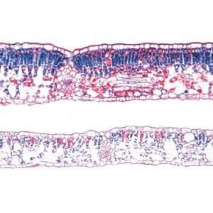  Angiospermae V. Leafs Microscope Slides Industrial & Scientific