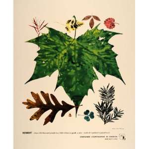 1948 CCA Arthur Williams Vermont Maple Oak Leaf Print 