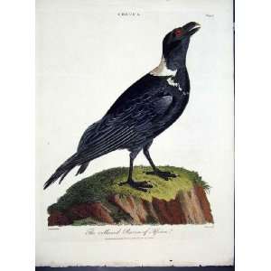  Wilkes Birds C 1804 Collared Raven Of Africa