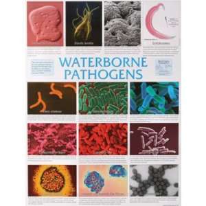  Waterborne Pathogens Poster Industrial & Scientific